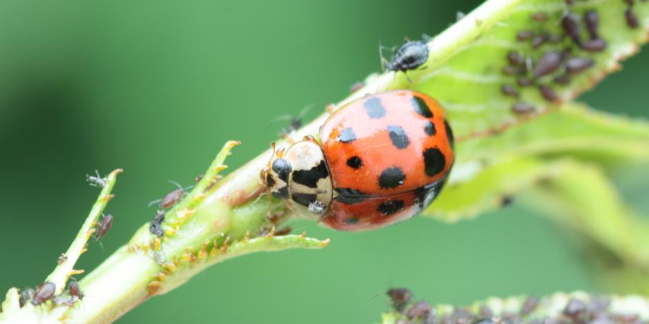 Coccinelle adulte