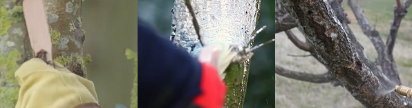 6 conseils pour traiter les arbres fruitiers en hiver