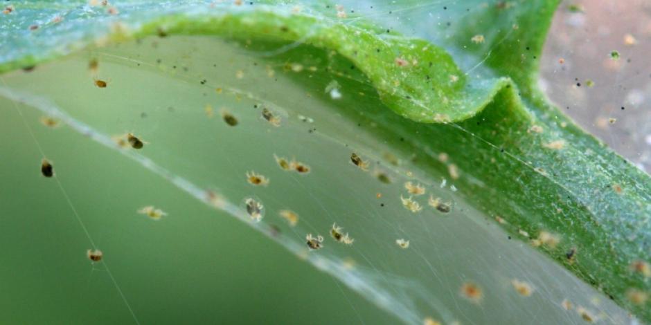 Maladies et parasites : plantes d'intérieur, Tout savoir !