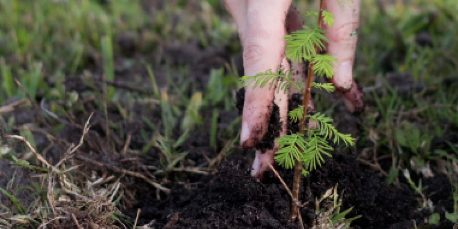 Plantation des arbustes et des arbres