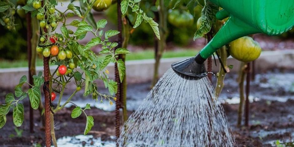 économiser l'eau au jardin