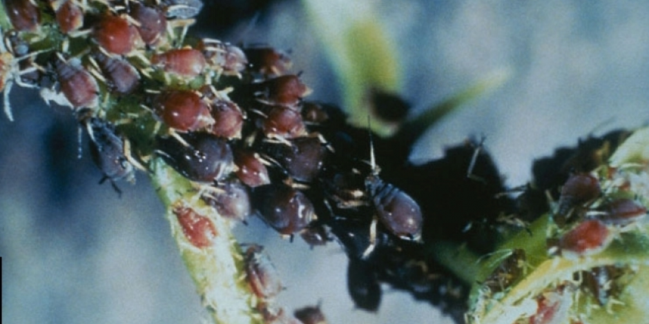 La cochenille des agrumes : un insecte dans un insecte dans un