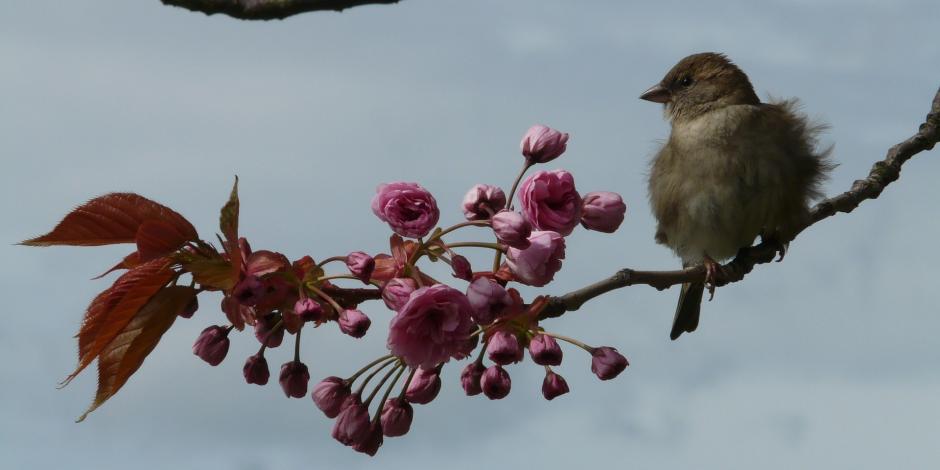 maladie arbre fruitier