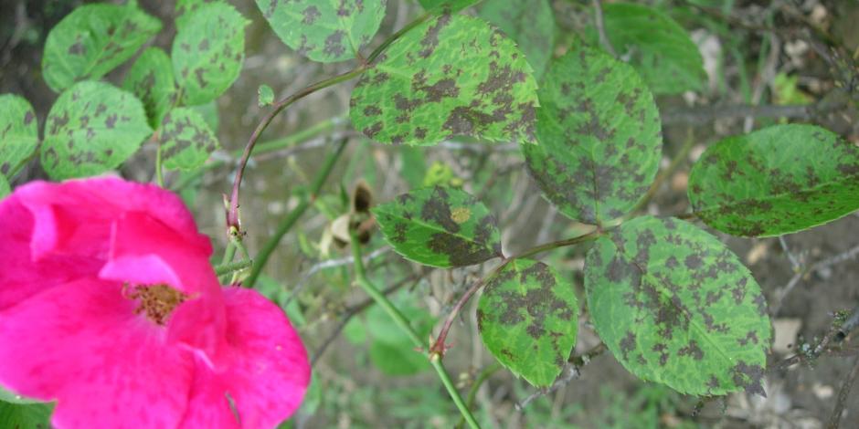 Chlorose du rosier : symptômes et traitements – Clinique des Plantes