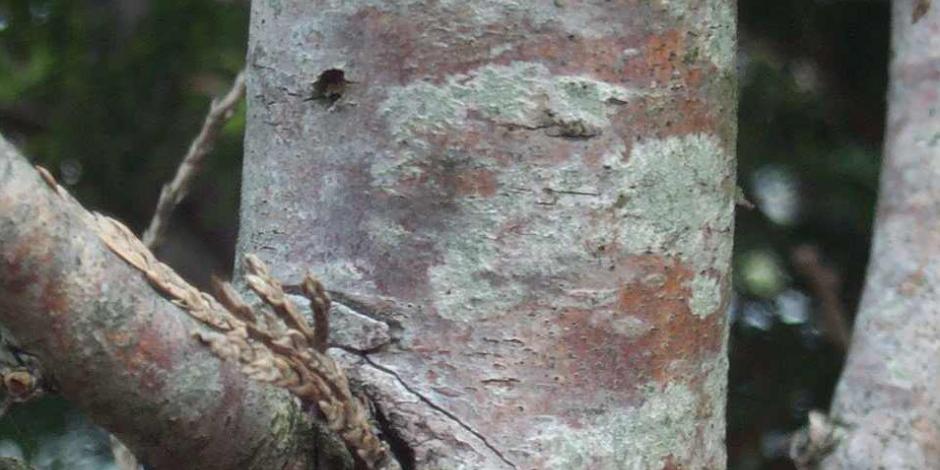 Verre en frêne - Au creux d'un arbre