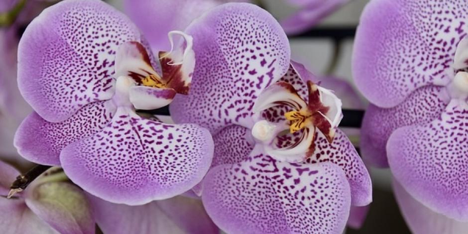 Orchidée : entretien et conseils