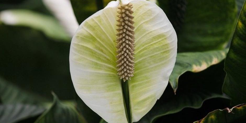 Jardinier Homme Transplantant Une Plante D'intérieur Spathiphyllum