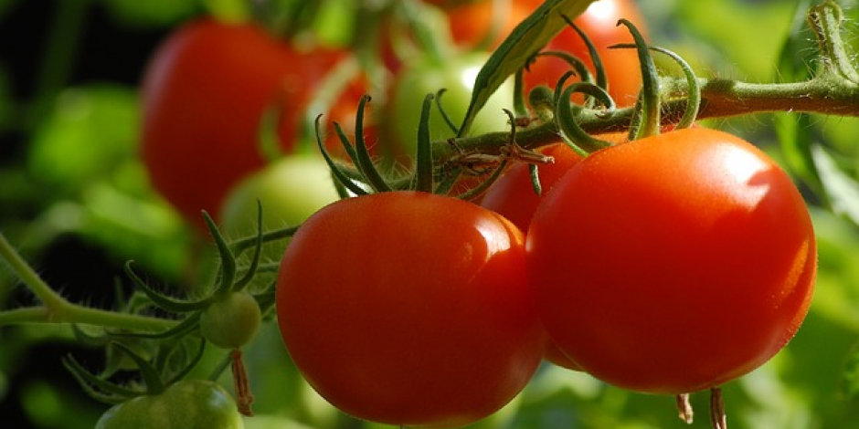 Fiche entretien: Tomates cerises