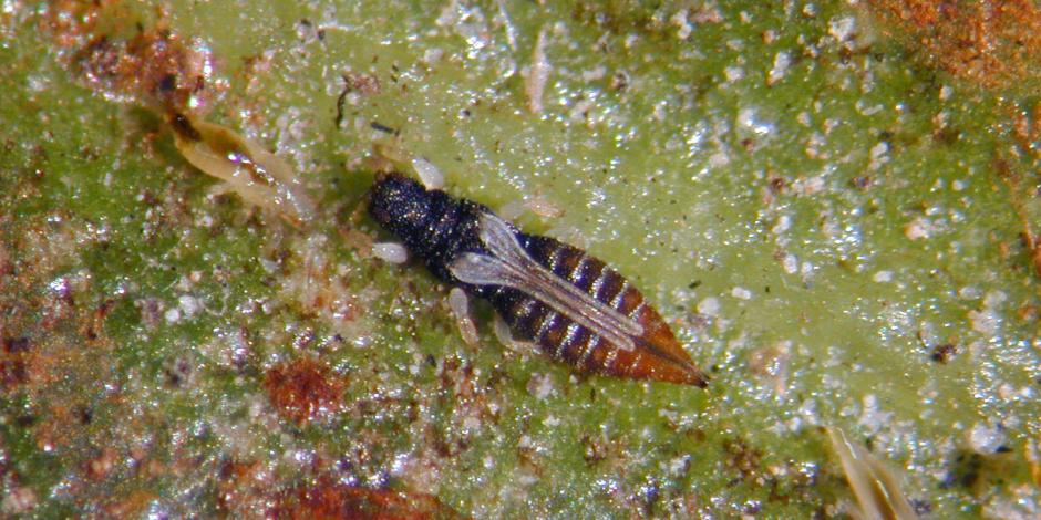 Lutte biologique contre les espèces de Thrips