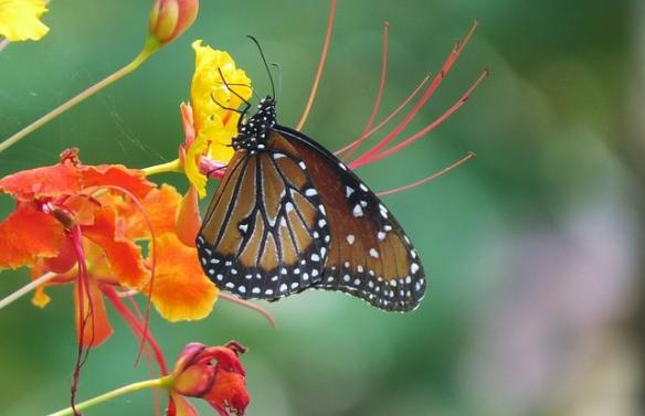 favoriser la Biodiversité