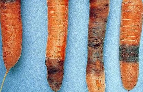 bague carotte